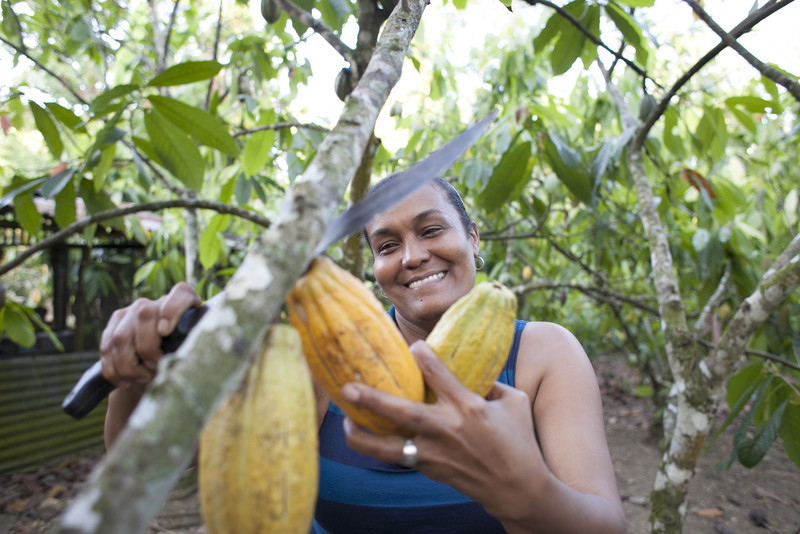 cacao-republica-dominicana-