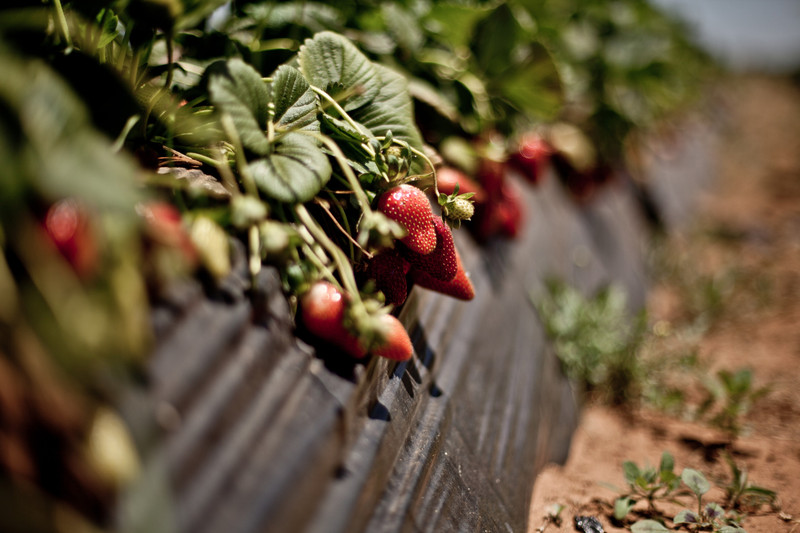 fresas-marruecos