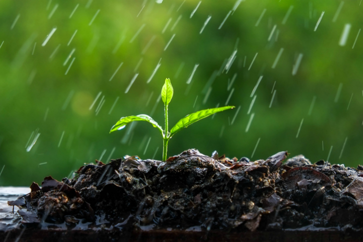 Los 5 usos del agua de lluvia | Ingredientes que Suman