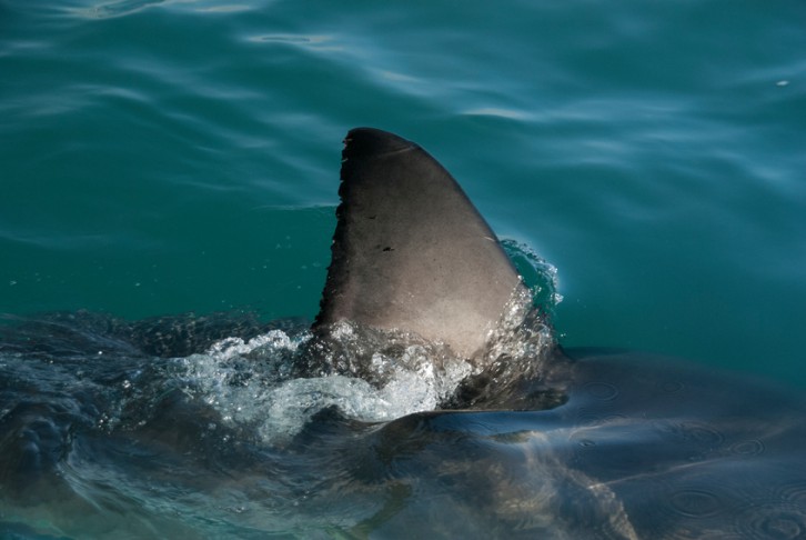 A great white sharks fin cuts through the waters surface, South Africa
