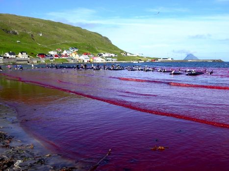 ¿Sabías que estas tradiciones maltratan al medio ambiente?