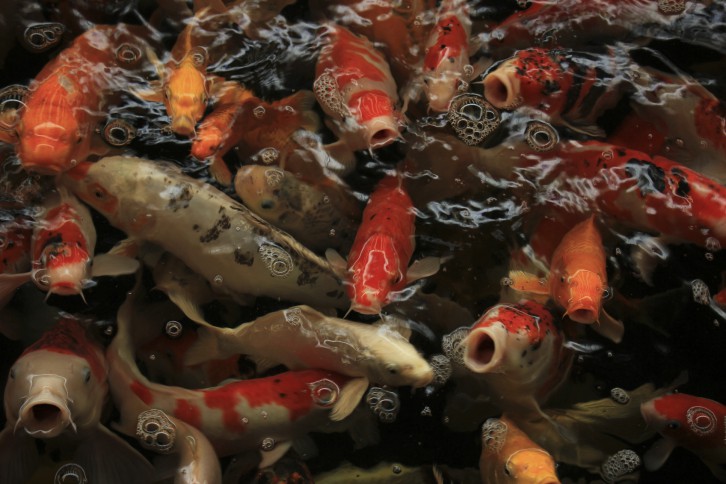 Koi Carps in various colors and sizes in a fish pond