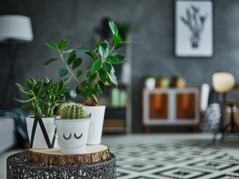 Plantas de interior resistentes para llenar de frescura tu hogar