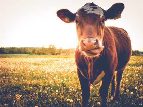 6 ventajas de comer carne ecológica