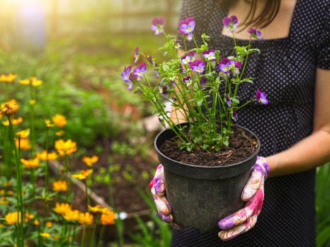 ¿Qué flores de primavera puedes plantar en tu huerto urbano?