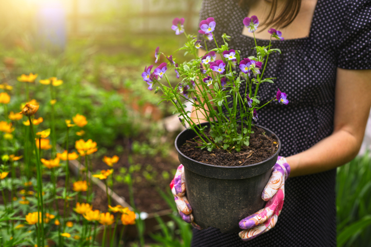 Qué flores de primavera puedes plantar en tu huerto urbano? | Ingredientes  que Suman