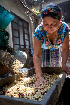  ¿A quién afecta realmente esta crisis del cafe?