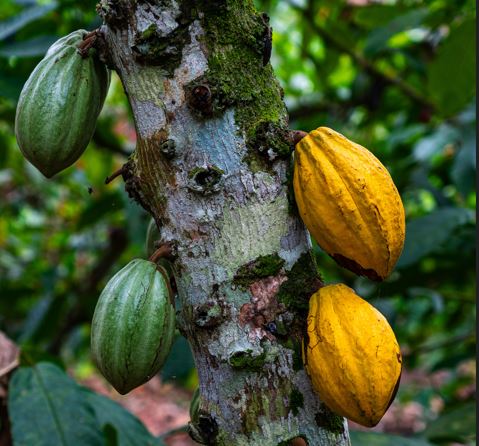 chocolate veritas tierra madre