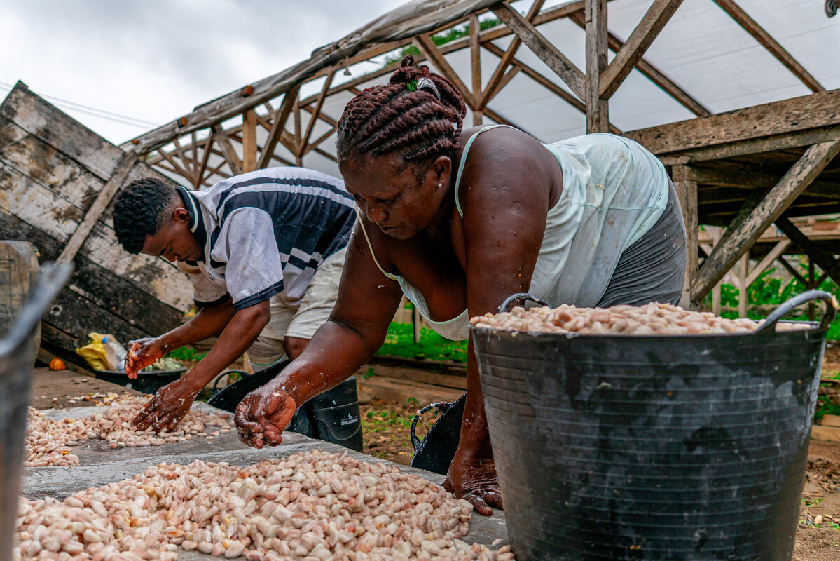 origen cacao tierra madre chocolate